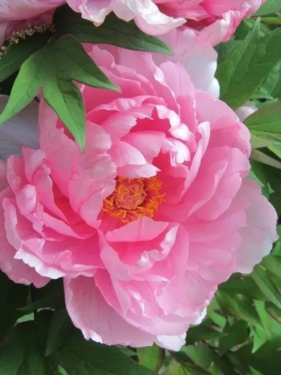 牡丹养护攻略 | 花园中的花中之王-28