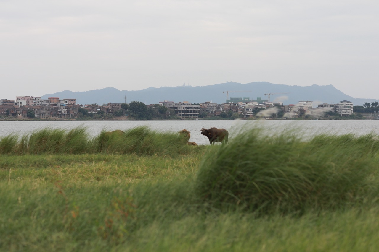 平沙岛·村口蚕房,广东南海大地艺术节丨中国佛山丨木月建筑设计事务所-4