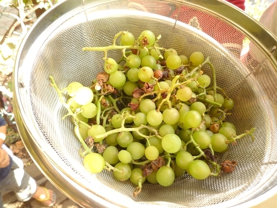 新琴似森山家“公園が庭の家”翻新丨株式会社スロウル-23