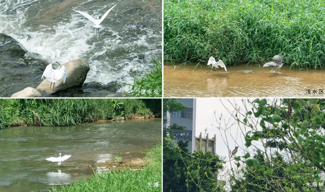 茅洲河碧道·光明段生态修复试点-107