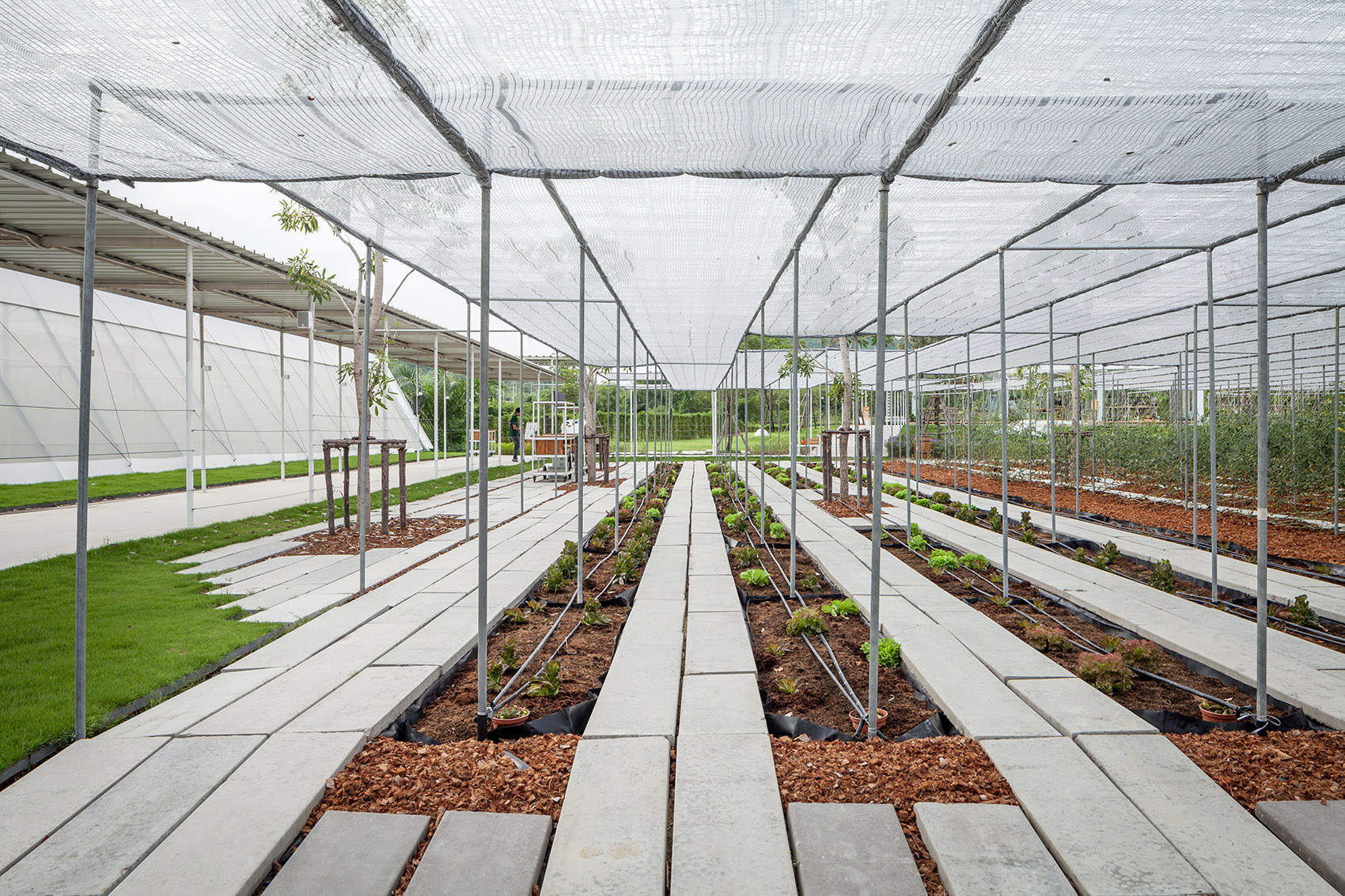 都市农场，泰国 / Integrated Field Co.,Ltd.-66