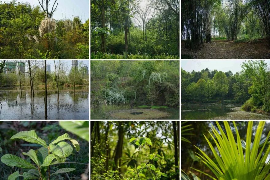 城市掌心的生态山野——麓野公园-224