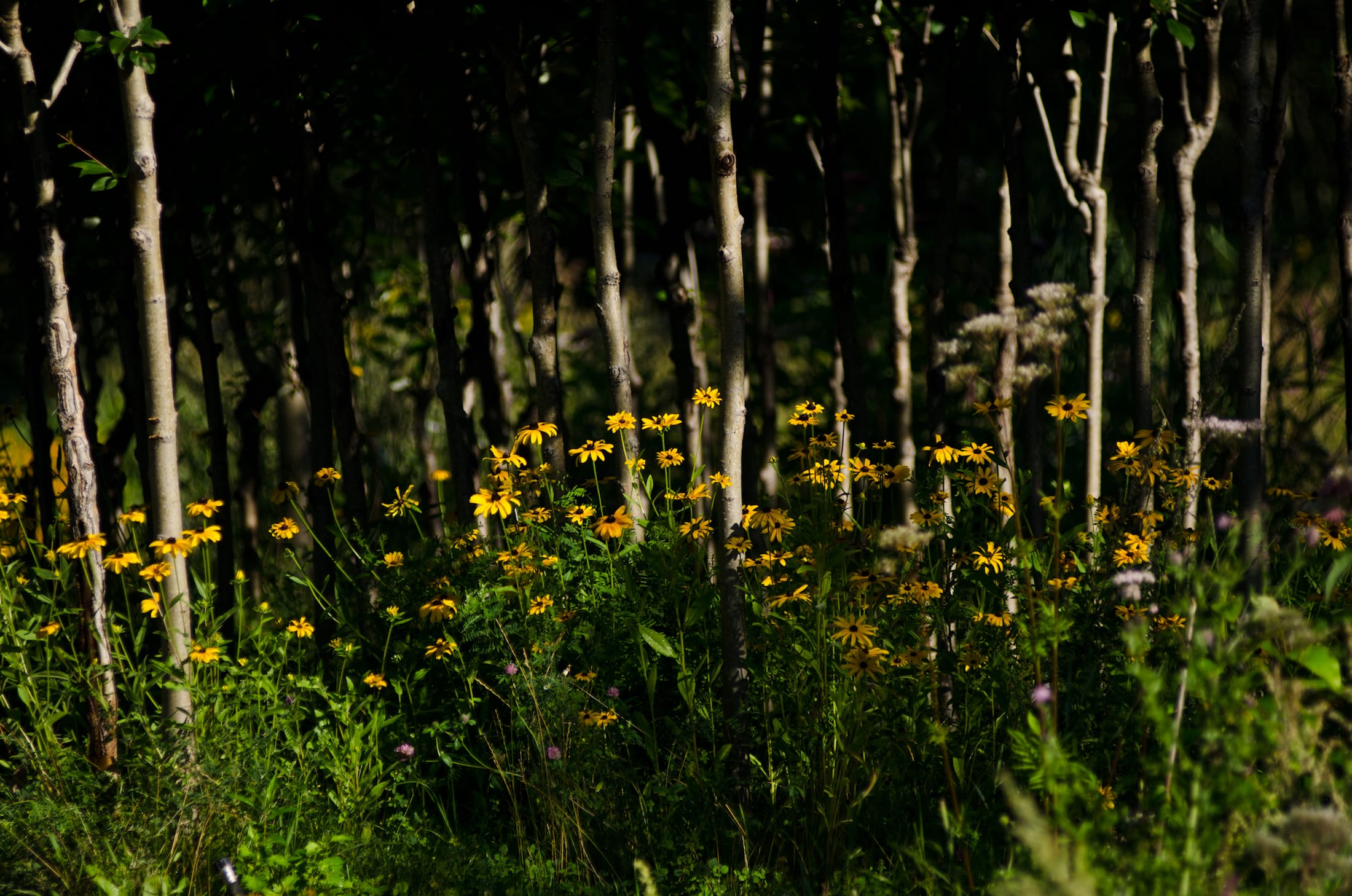 2019加拿大国际花园节(第二部分),Reford Gardens-100