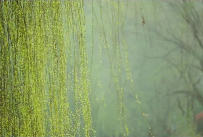 春日新绿,生活的温柔艺术-17