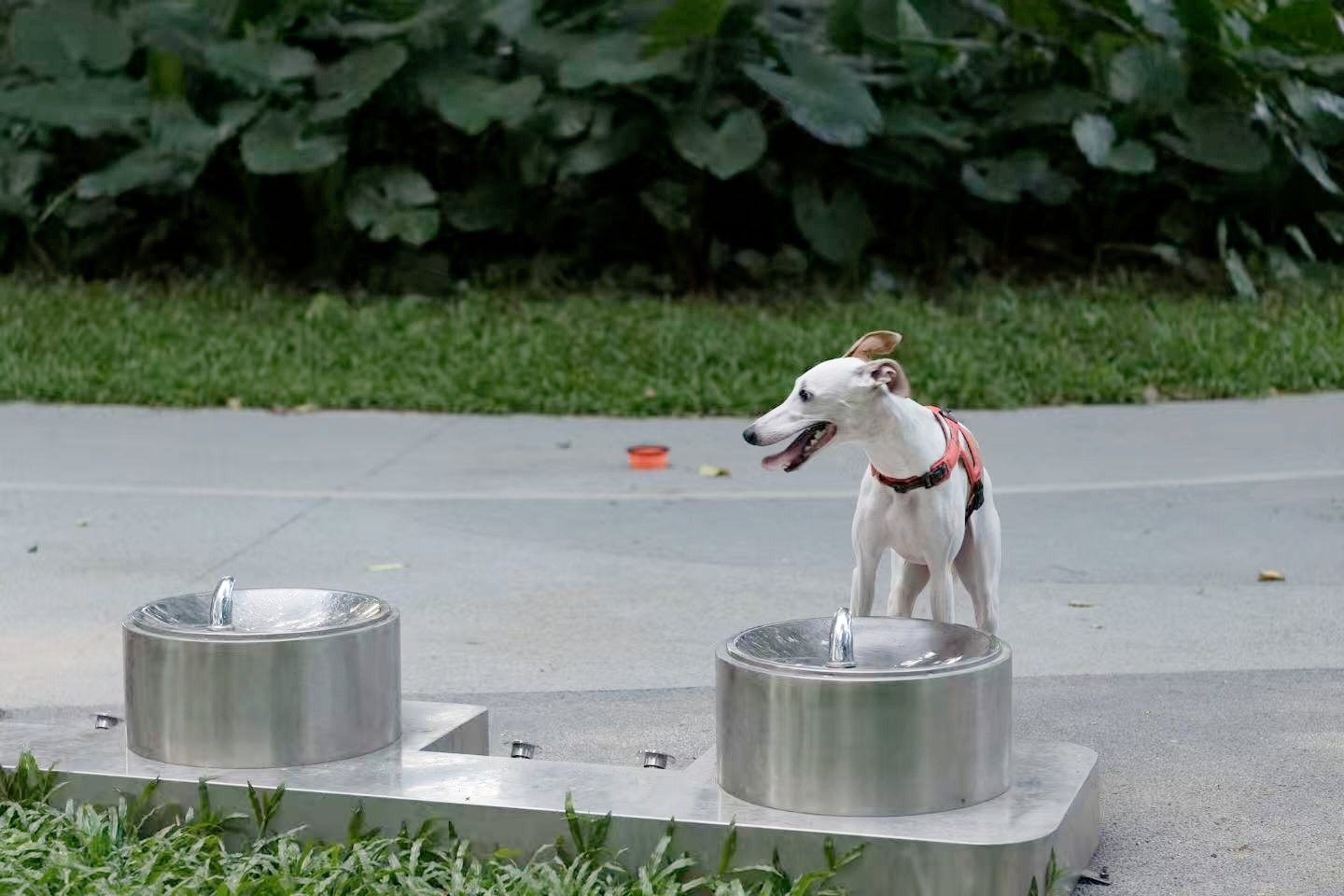 深圳市罗湖泥岗东路宠物友好口袋公园丨中国深圳丨深圳市未名设计顾问有限公司罗湖分公司(WMLA)-10