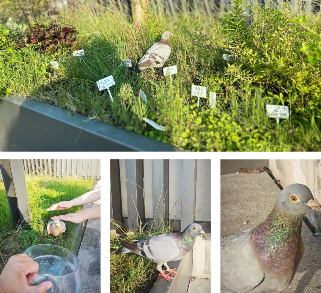 张唐探索|孤芳自赏的勇气——有.园张唐景观屋顶花园一年更新-5