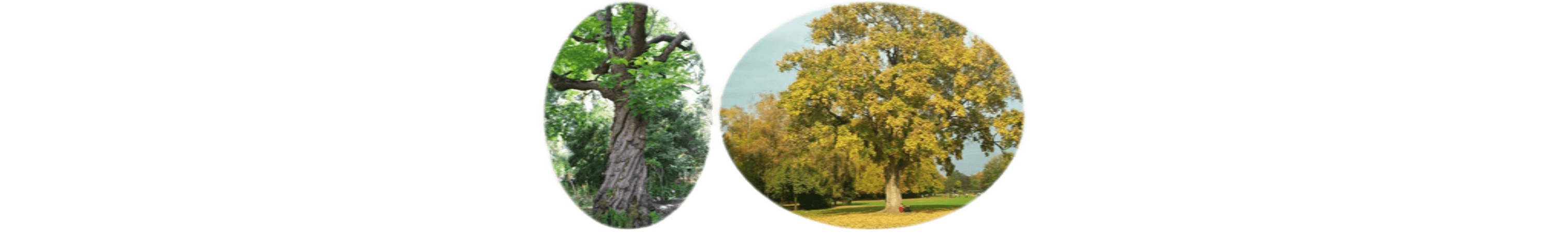 世界上的树木丨Sylvie D.-65