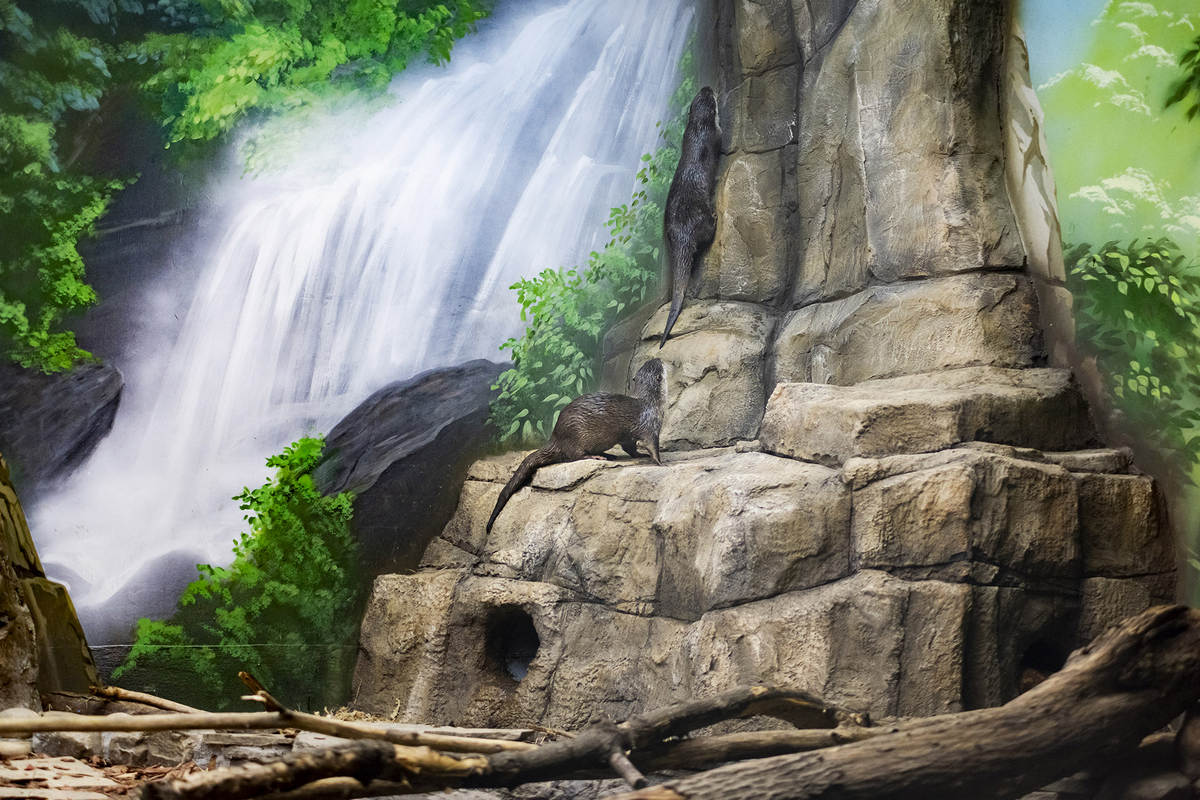 莫斯科水族馆水獭和海豹围栏及展区更新丨俄罗斯莫斯科-19