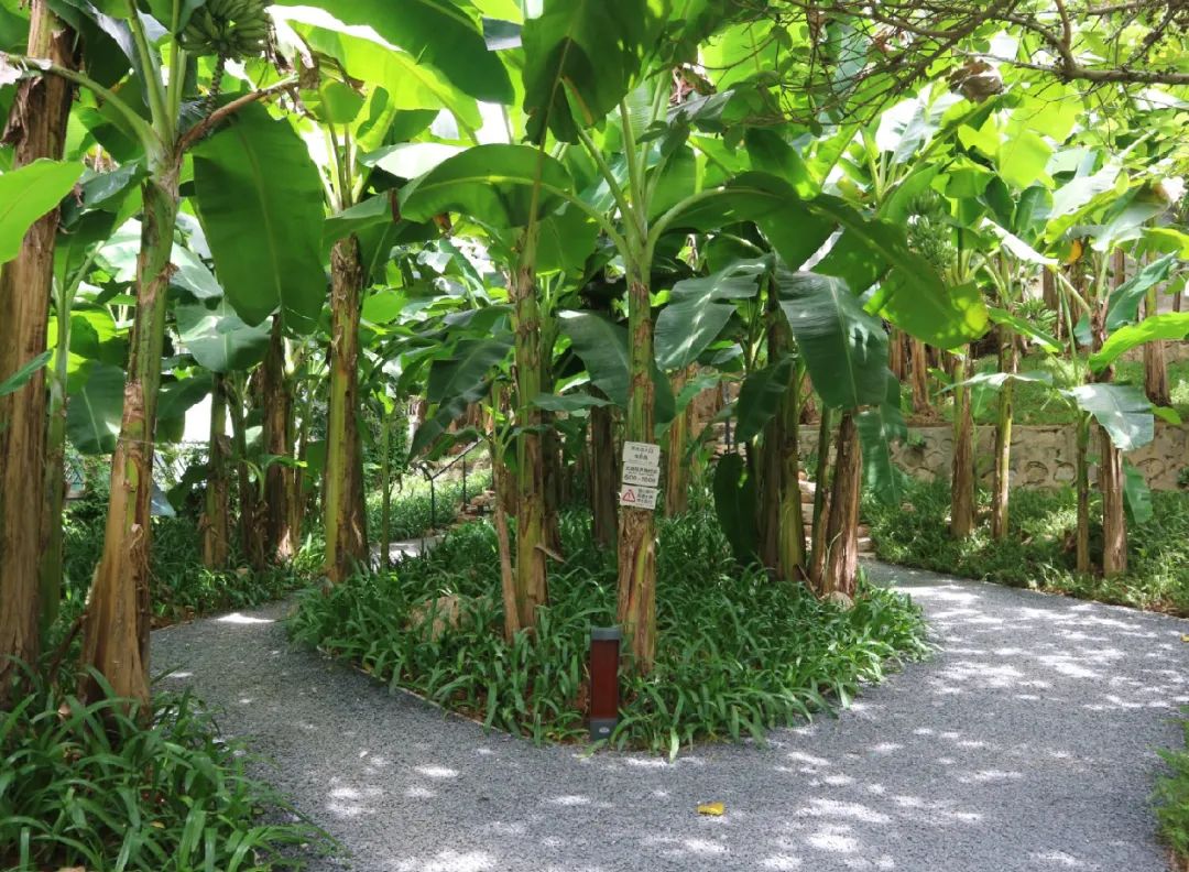 紫涧园（郊野径入口）景观设计丨东大（深圳）设计有限公司,AECOM-42