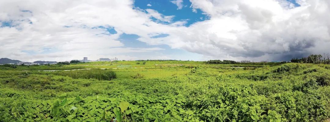 南沙明珠湾 | 绿色城市发展的奥雅纳之路-9