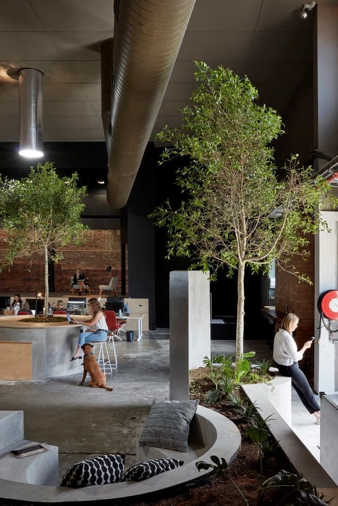 Scrunch 科技公司“丛林”工作场所,历史与自然的完美融合-4