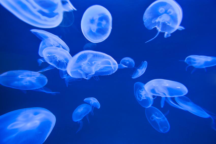 SAP 汉诺威 CeBit 展台-6