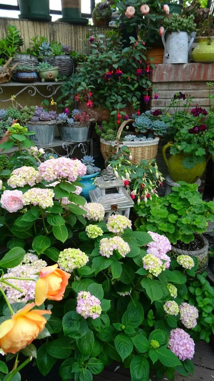 拥有一个这样的小院,人生足矣!-20