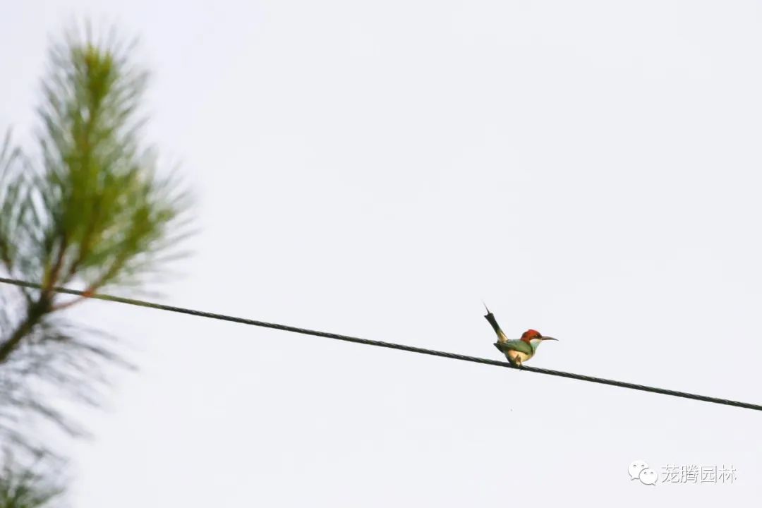 天湖寻踪 | 自然生态的探索与记录-69