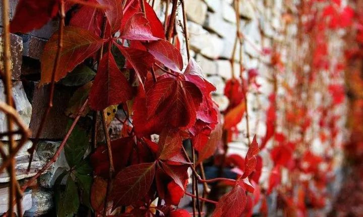 四季花开不间断的阳台打造指南-36