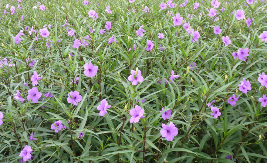 德州大学西南医学中心丨美国达拉斯丨CRTKL,Hoefer Welker-25