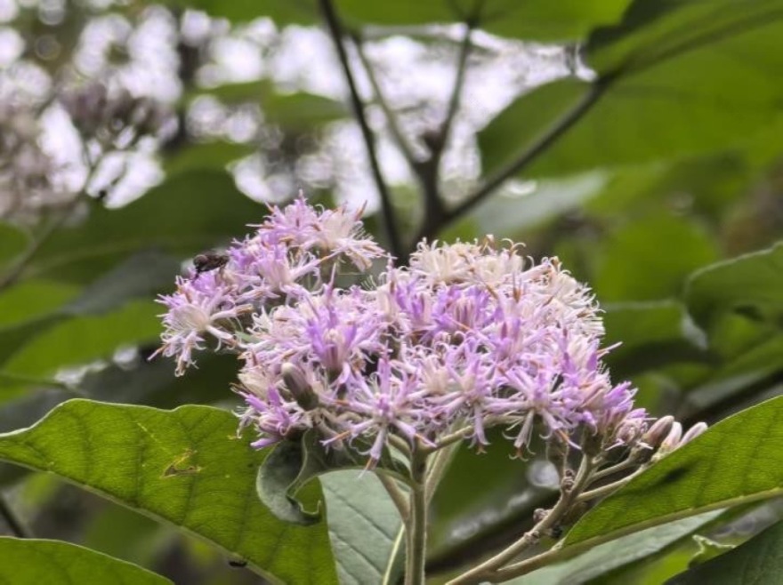 麓野公园丨中国成都丨四川乐道景观设计有限公司-241