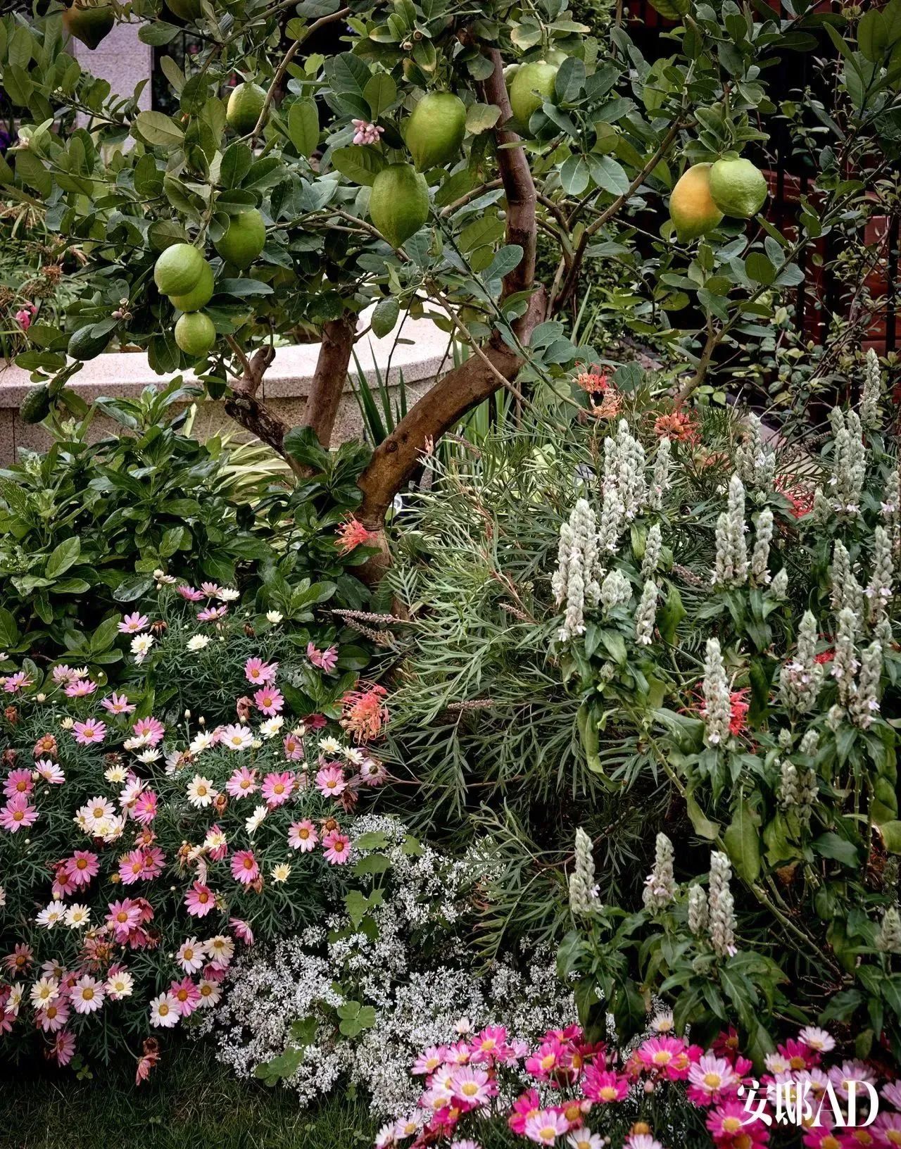 小池的家丨中国深圳丨小池,Patrizia Moroso-10