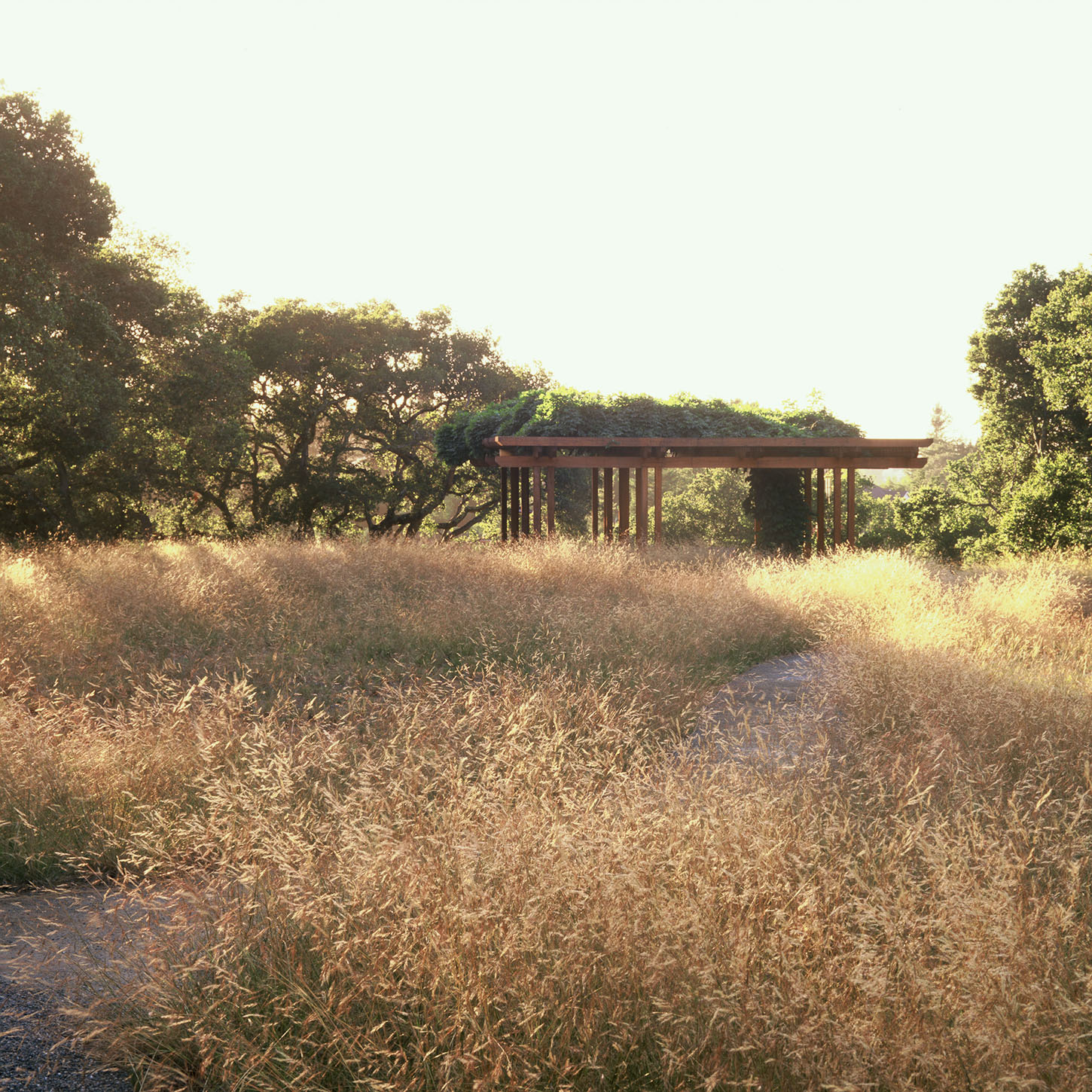 美国希尔斯伯勒住宅景观 hillsborough residence by Lutsko Associates Landscape-2