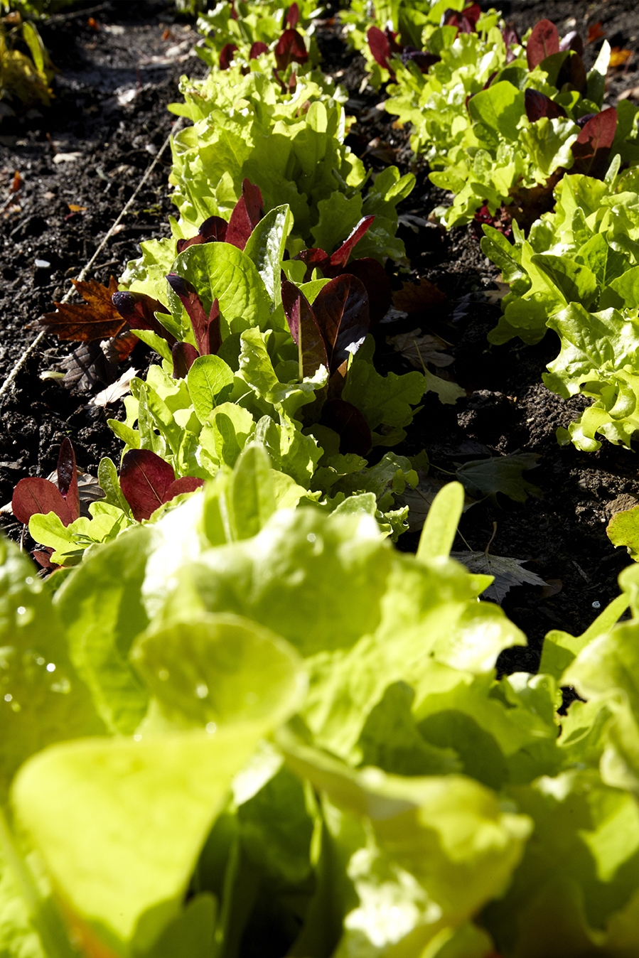 good shepherd square-23