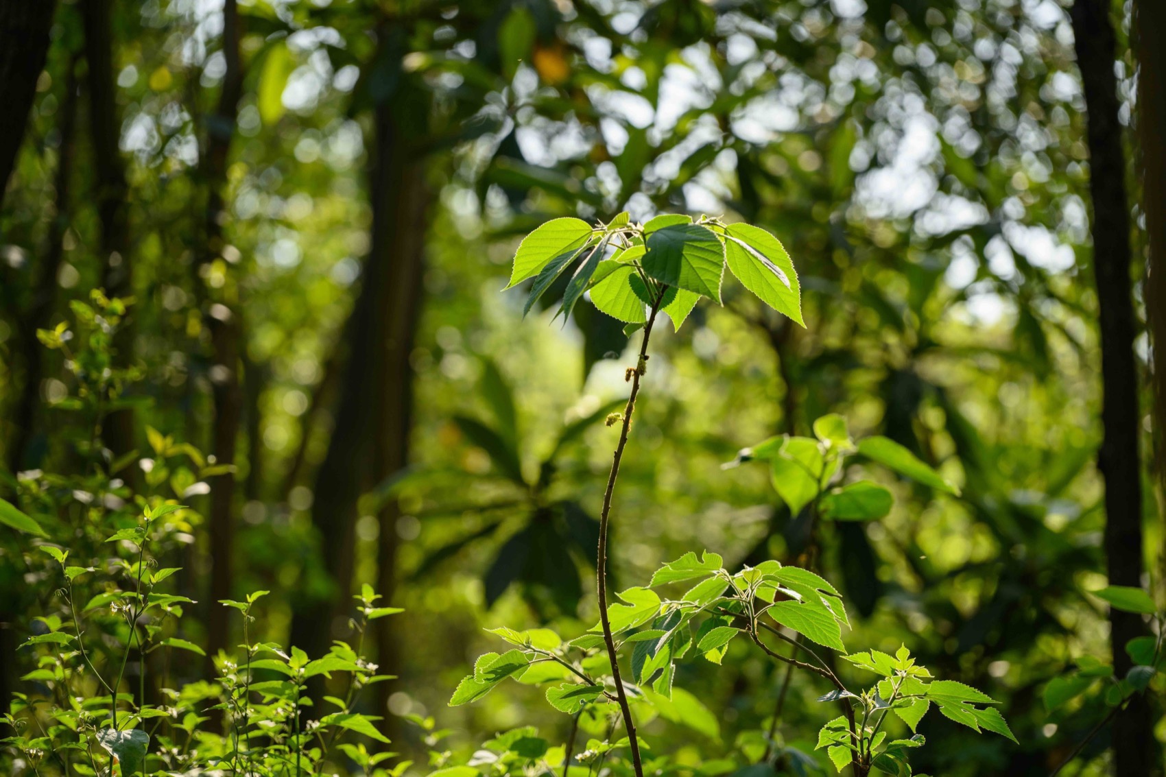 麓野公园丨中国成都丨四川乐道景观设计有限公司-229