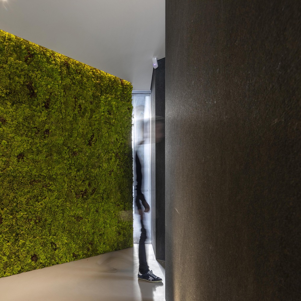 Diamond Tree（钻石树）-65