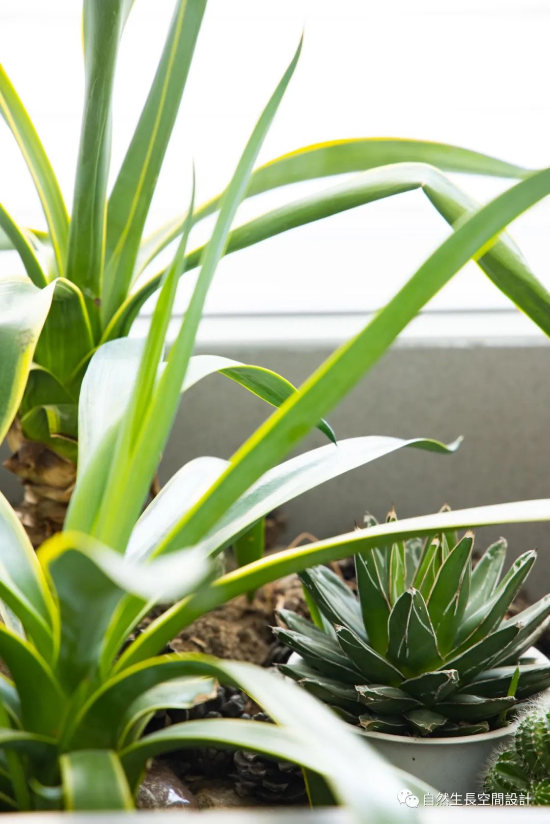 清风与明月 · 沈阳佳兆业悦峰自然生长空间设计丨中国沈阳-33