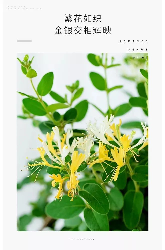 金银花园艺设计 | 品味清热解毒的良药之美-20