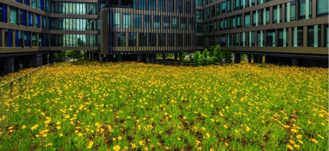 华鑫天地一期 | 建筑与景观的生态融合-6