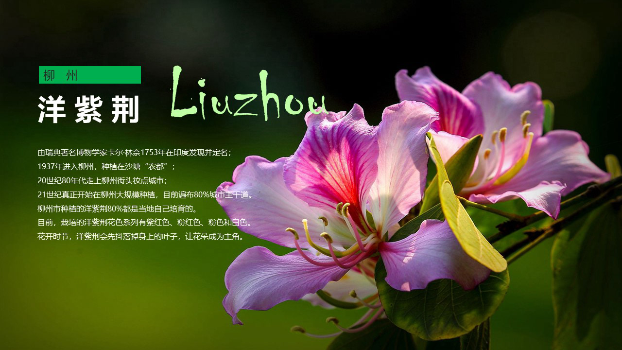 旅游集散中心-品牌/展示2020-10