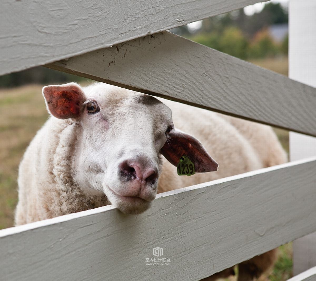 美国田纳西州农庄酒店-44