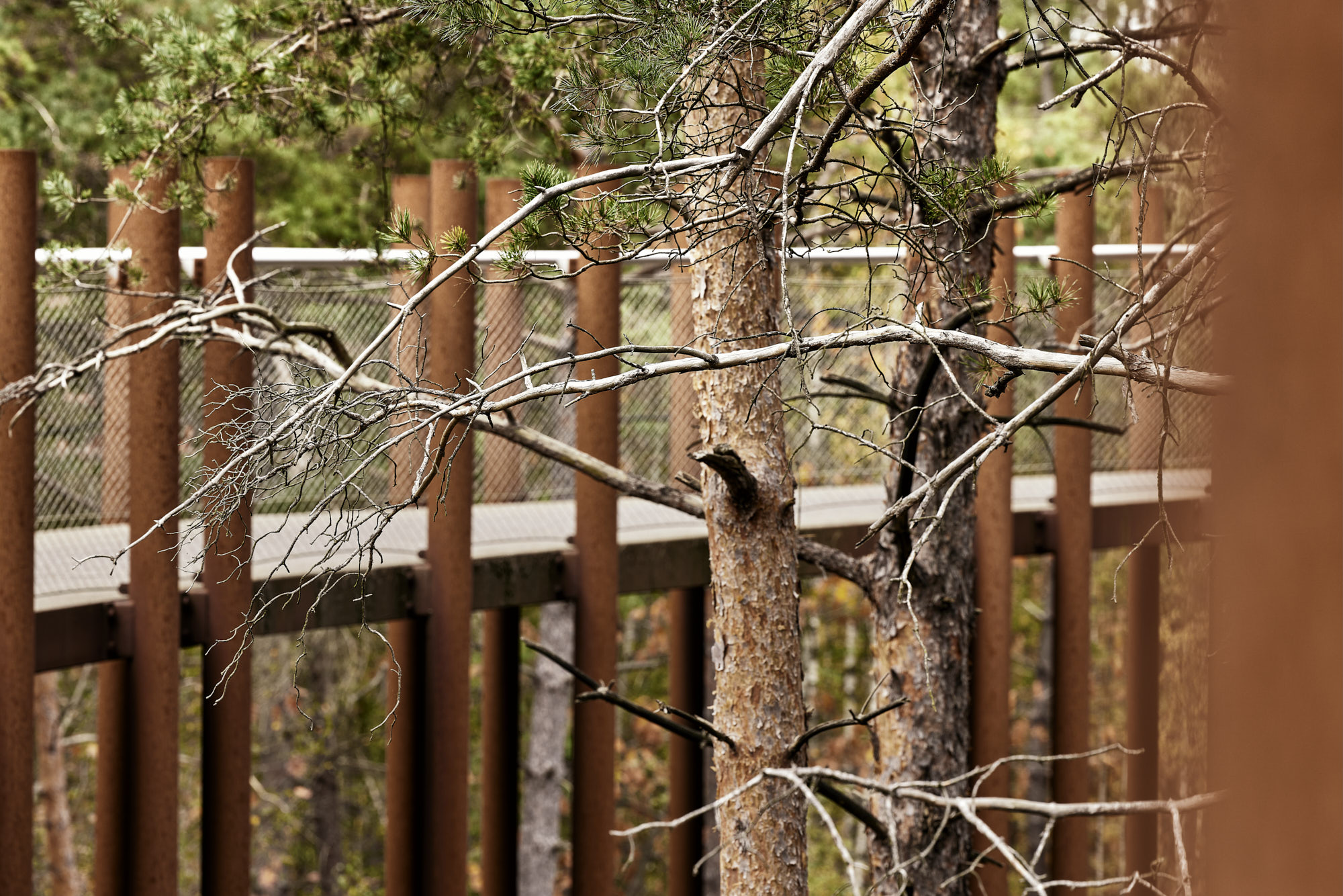 在树林中骑行丨Visit Limburg-10