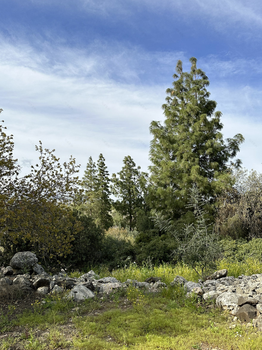 加利利度假村-6