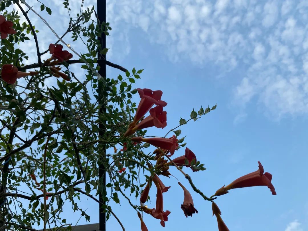 1979 吐槽大会 | 中秋环球联谊晚会-12