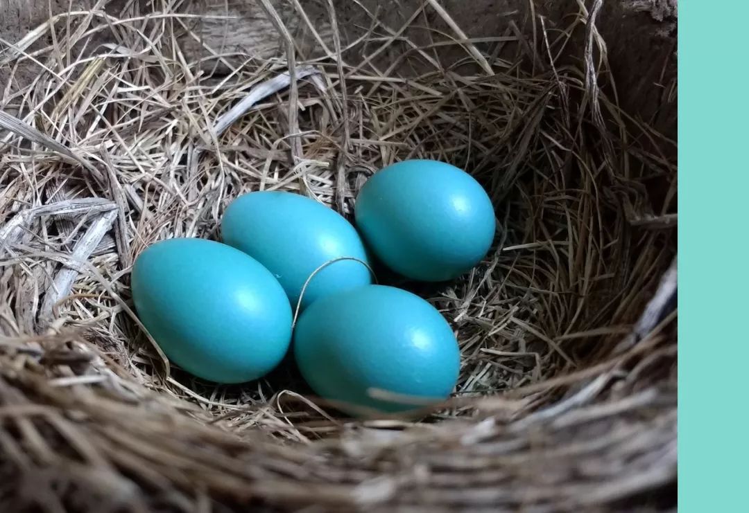 蒂芙尼蓝++ 山茶白，双色公寓演绎高品质生活-6