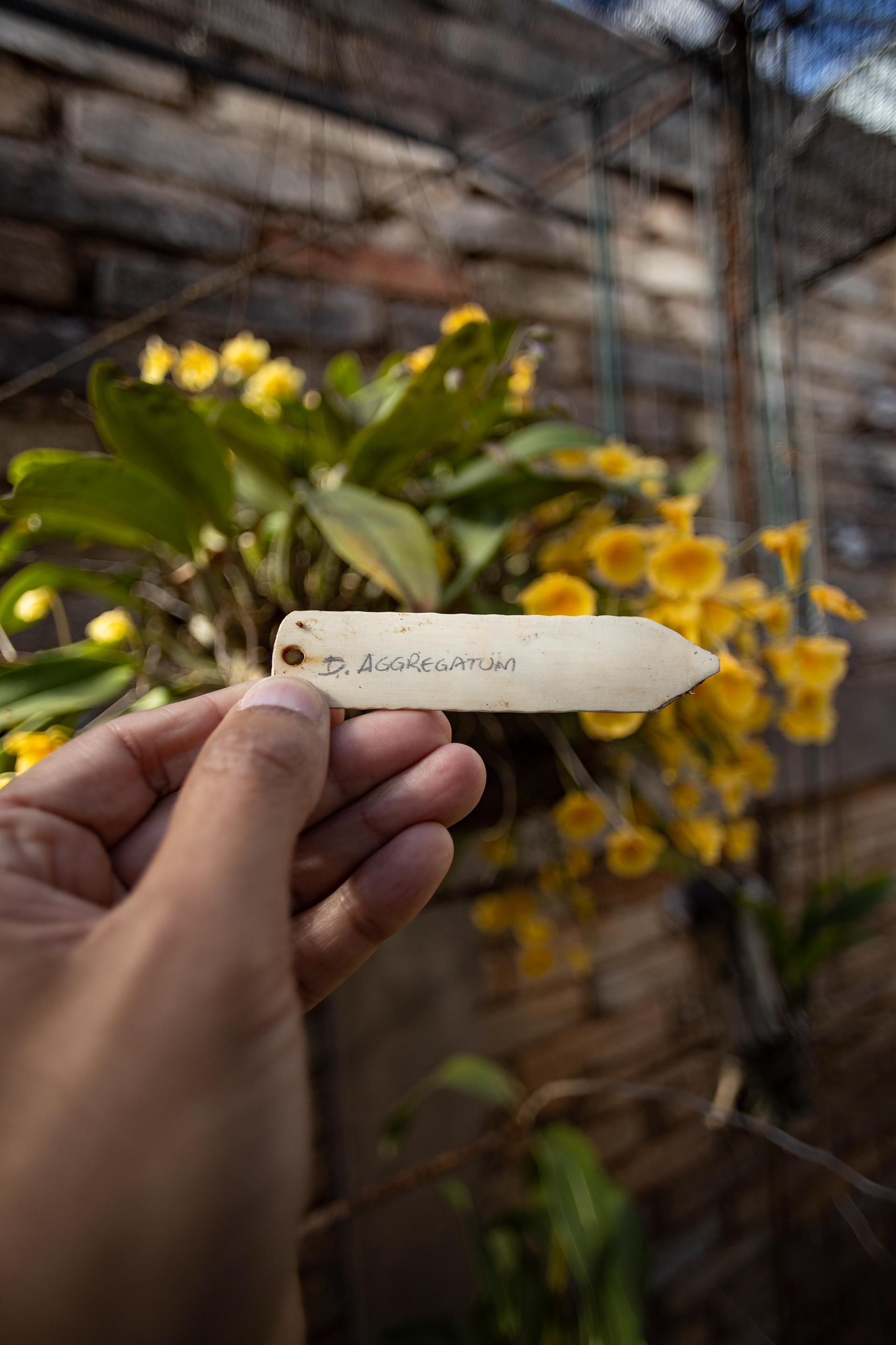 室内植物设计-18