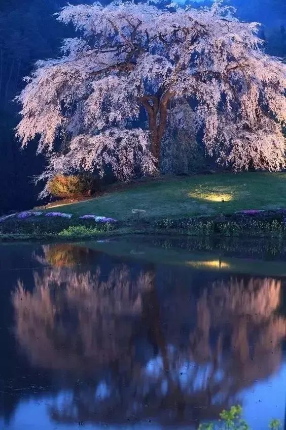 春之花园 | 愚工园艺的生机艺术-51