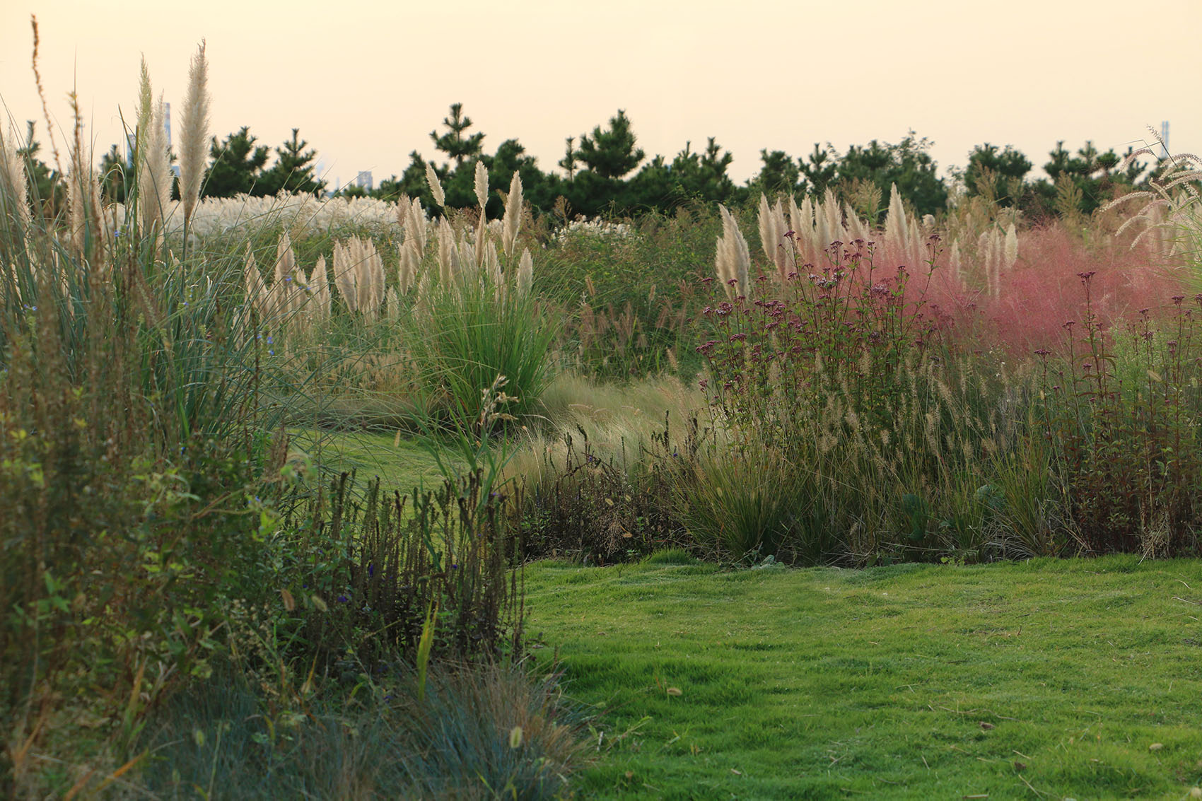 多岛海野草公园丨中国日照丨孔祥伟工作室-128