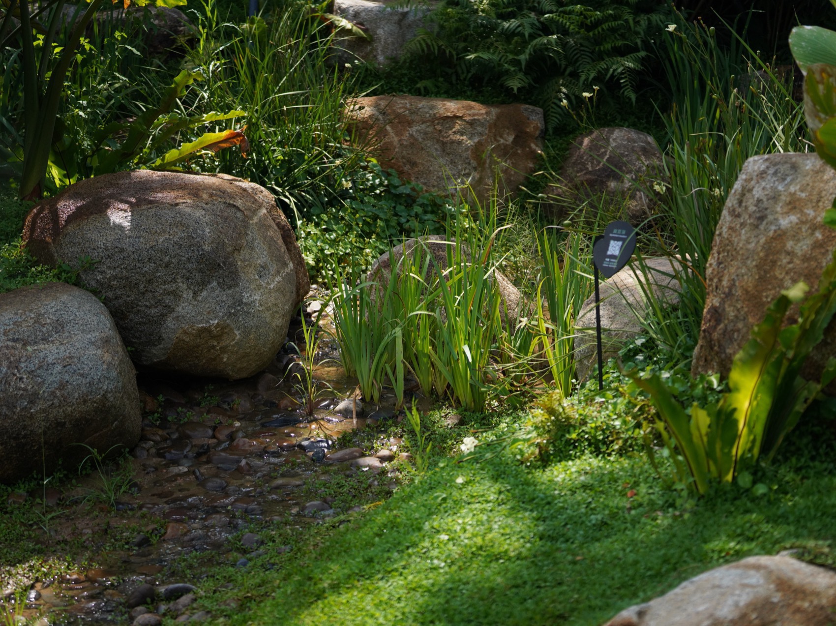 三亚海棠河生态公园阔叶浅溪段的花境生态营造丨中国三亚丨LOLA景观建筑设计事务所-53