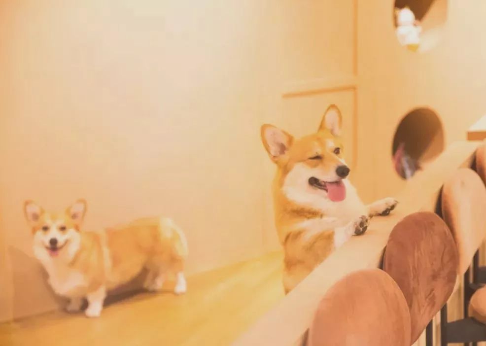 柯基互动体验馆,传递爱与关怀的小世界-26