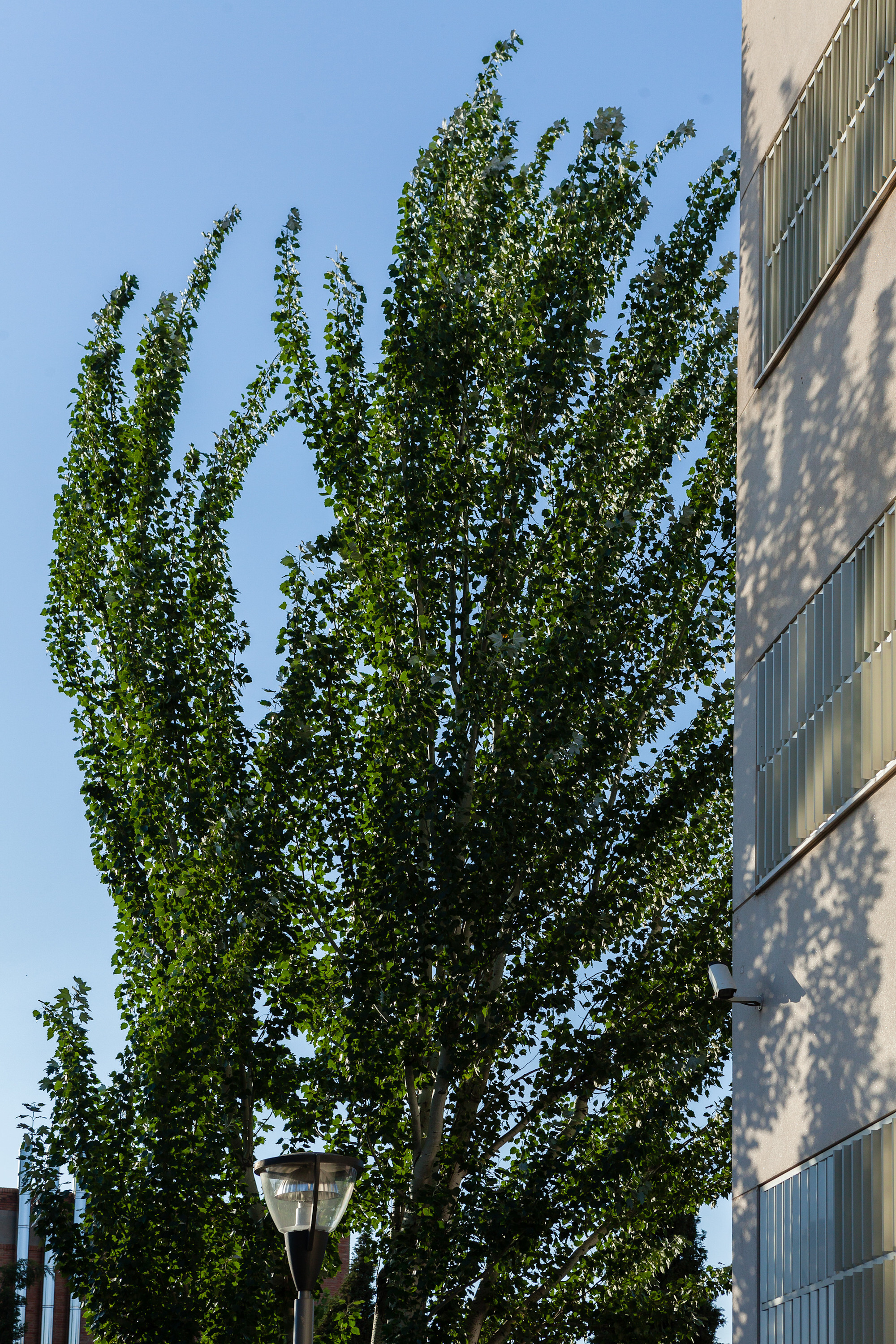 格兰纳达大学建筑群-20