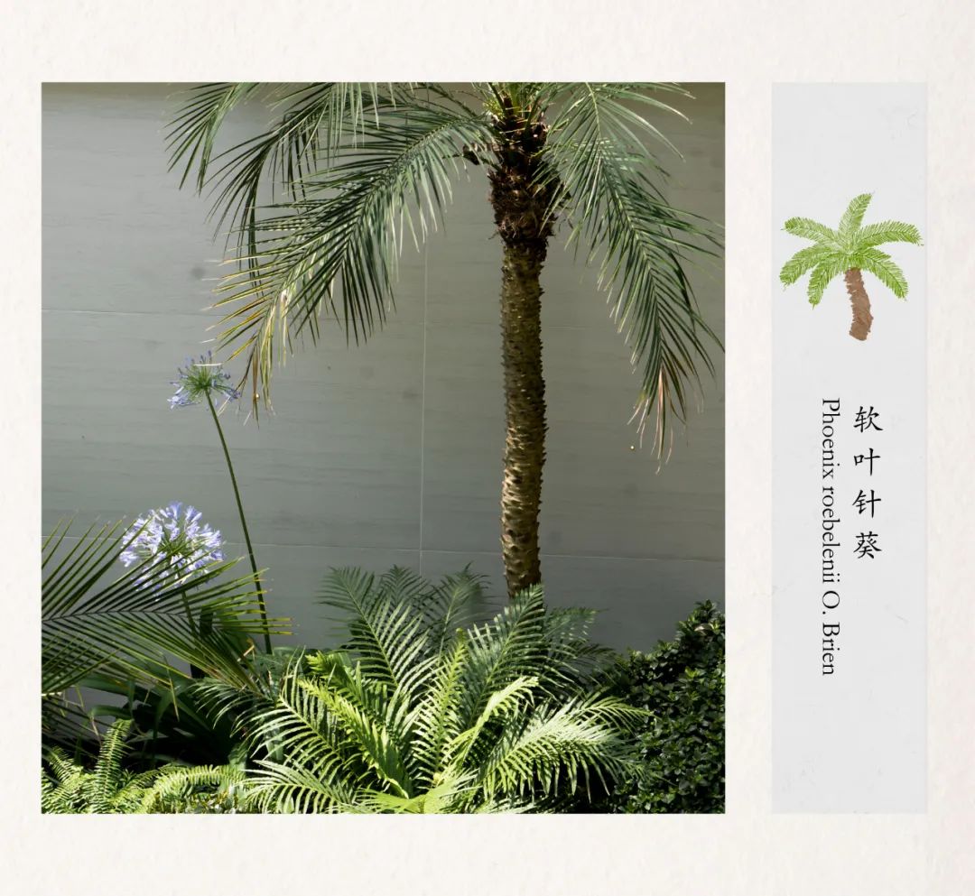 橱窗花园 · 打造城市中的自然绿洲丨中国金山丨MUSO DESIGN-25