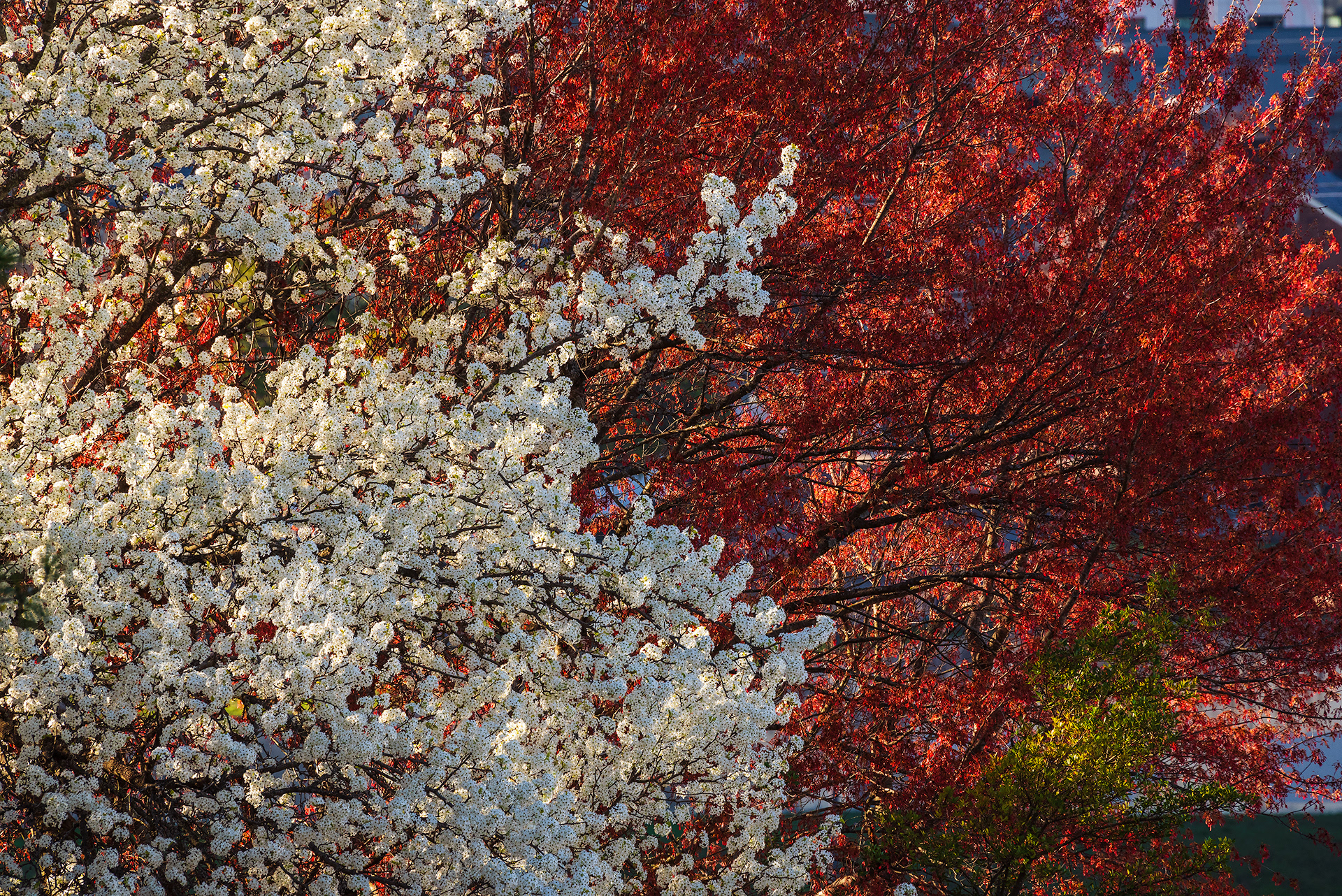 Knoxville, TN (USA).-96