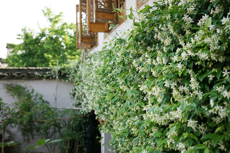 辞去工作，历时7个月，他们过上了有院子，有诗和远方的生活-48