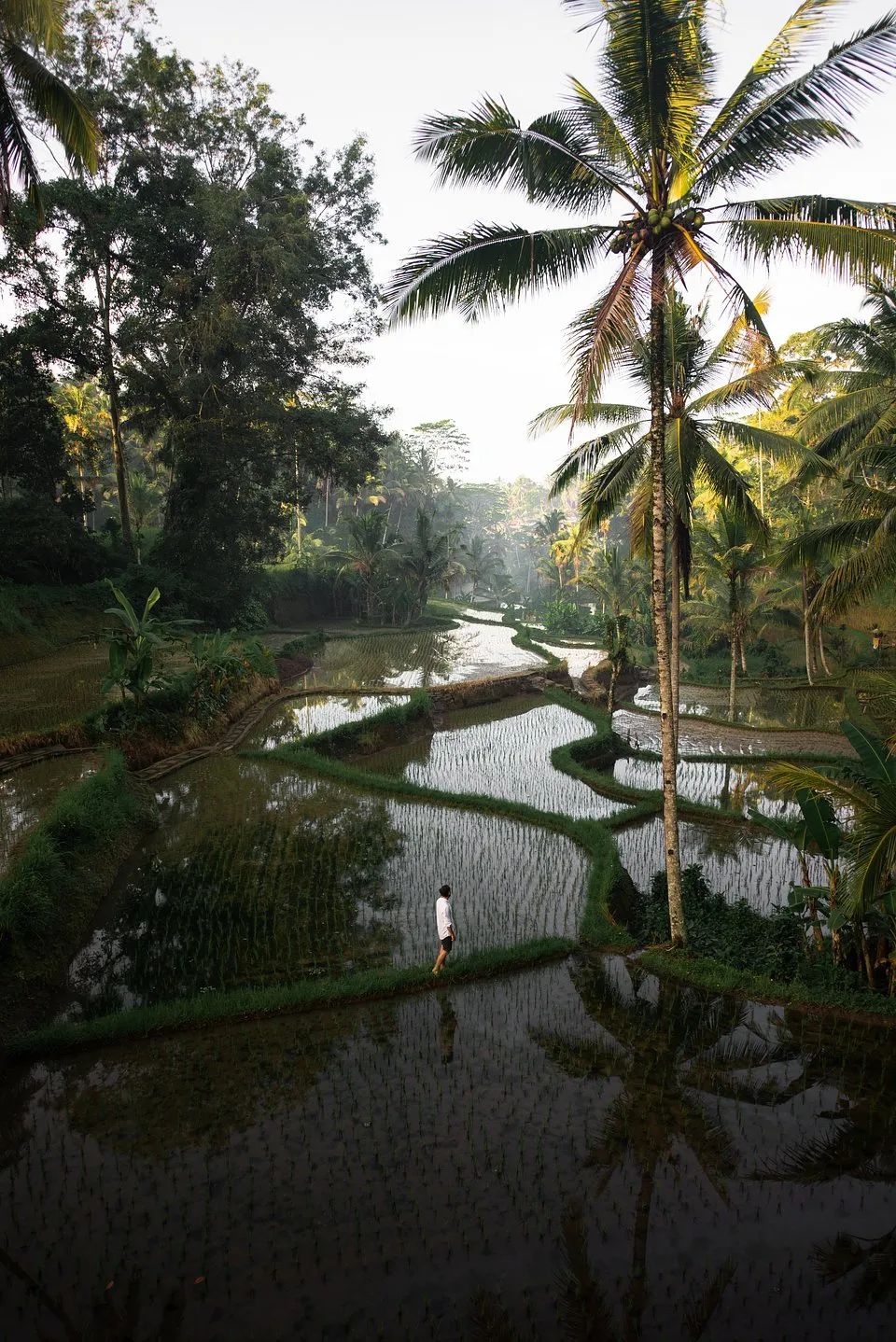 绿色震撼心灵 | 全球绿色摄影大赛获奖作品欣赏-85