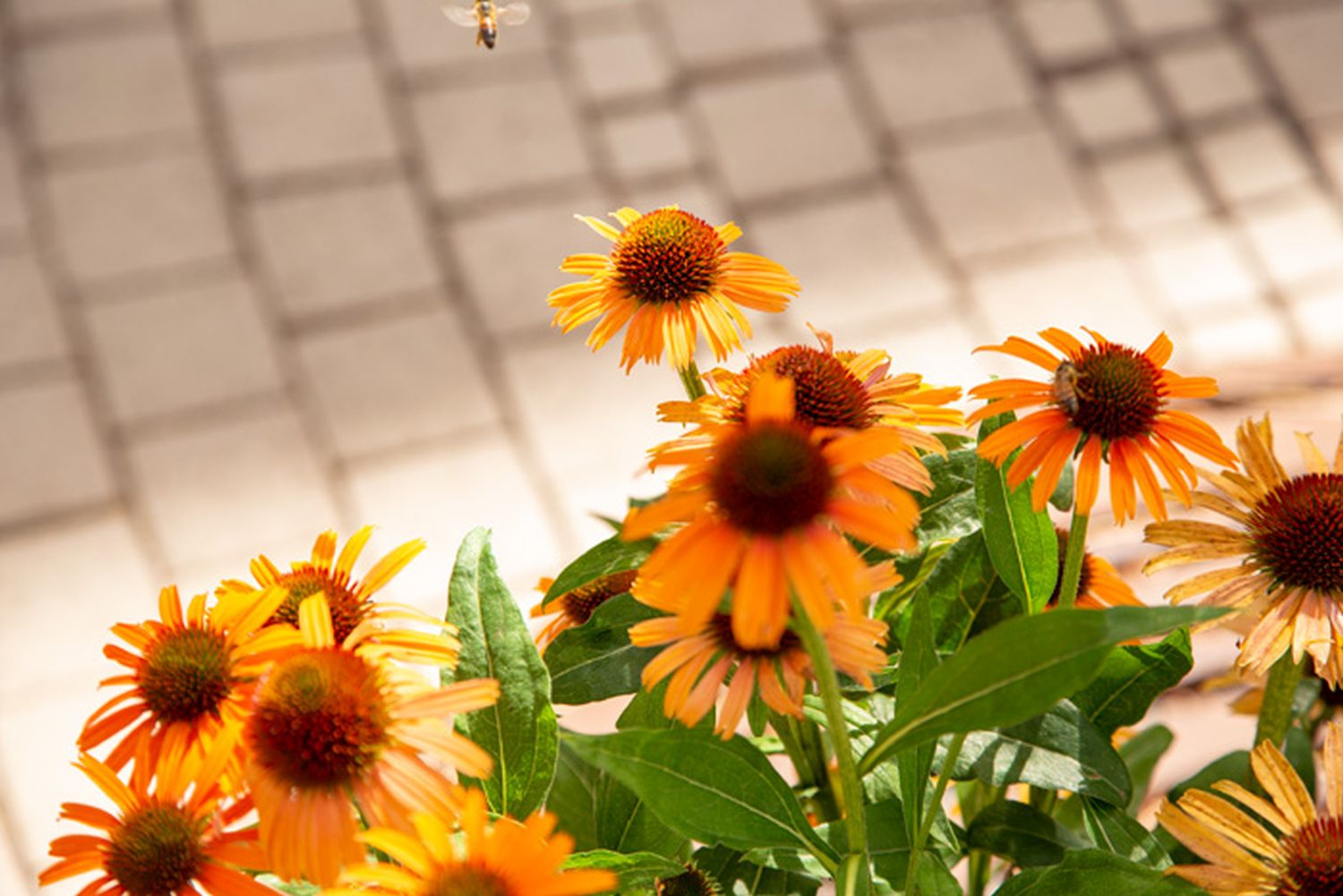 宁静的丹麦 Frederiksberg 临终关怀中心-17