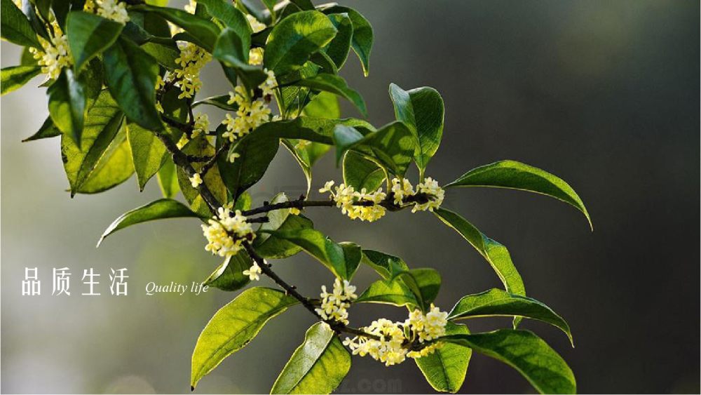 荣和桂林林溪府精装别墅-21