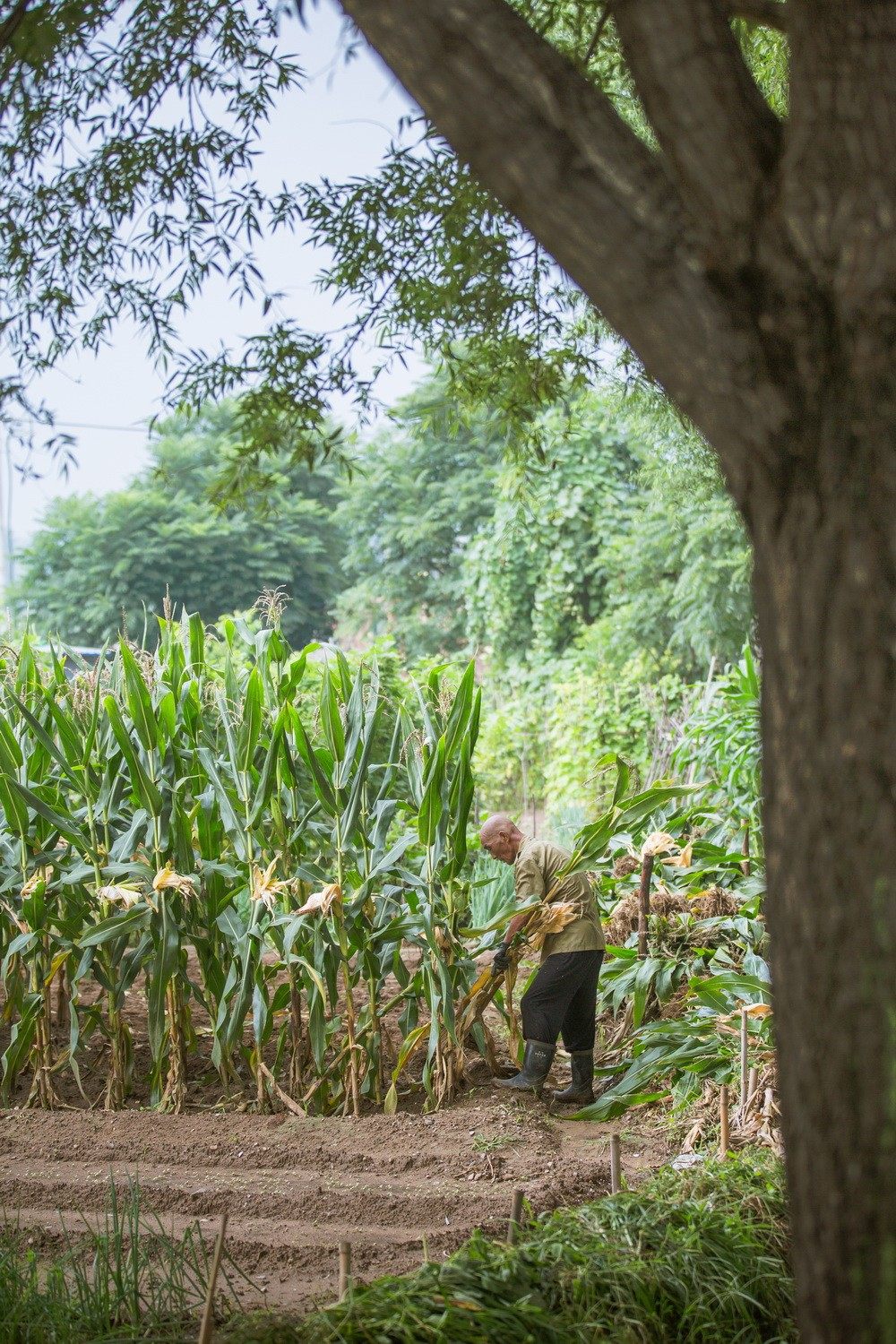 五柳先生·有余闲-30