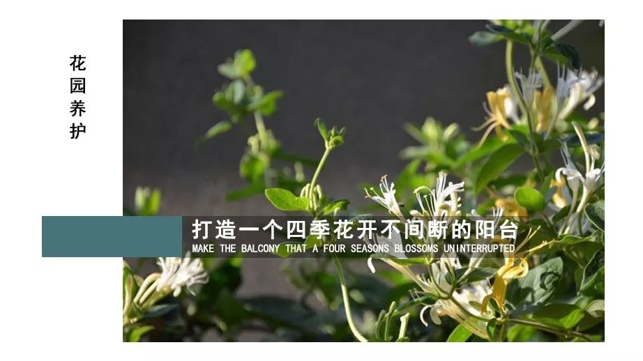 四季花开不间断的阳台打造指南-12