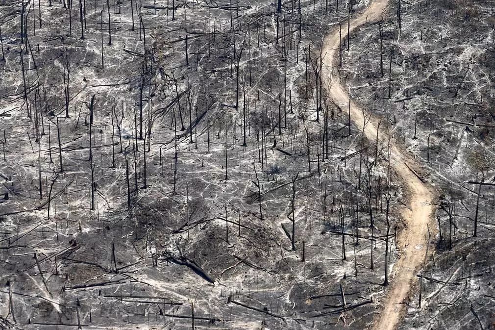 全球气候危机 | 亚马逊雨林火灾与生态破坏-132